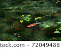 Pond of monet 72049488