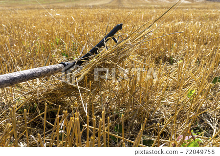 Rustic rake in a harvested field of wheat 72049758