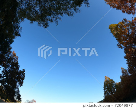 Autumn leaves sky 72049877