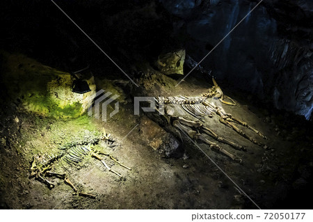 Skeleton of an ancient animal in a Mammoth cave in the Republic of Crimea, Russia. October 2, 2020 Skeleton of an ancient animal in a Mammoth cave in the Republic of Crimea, Russia. October 2, 2020 72050177