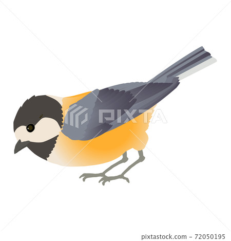 Vector illustration of cute little bird Varied Tit 72050195