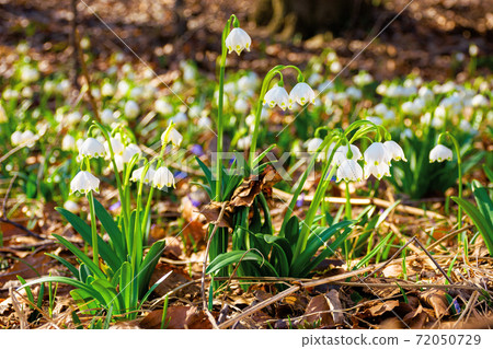 white snowflake flowers in the forest. beautiful nature background on a bright sunny day in spring white snowflake flowers in the forest. beautiful nature background on a bright sunny day in spring 72050729