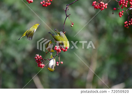 Korean Copper Fowl Korean Copper Fowl 72050920