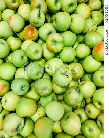 lots of ripe green apples for cooking as a background lots of ripe green apples for cooking as a background 72051089