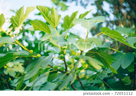 Green figs on tree branches against the blue sky. 72051112