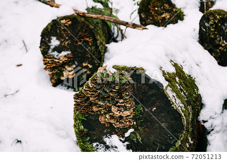 Tinder fungi grew on felled rotten trees lying on the snow in the forest. Tinder fungi grew on felled rotten trees lying on the snow in the forest. 72051213
