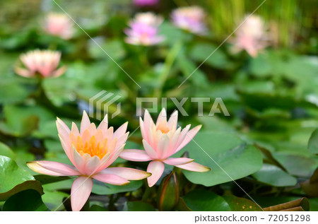 Water lily flowers Water lily flowers 72051298