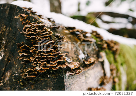 Tinder fungi grew on felled rotten trees lying on the snow in the forest. 72051327