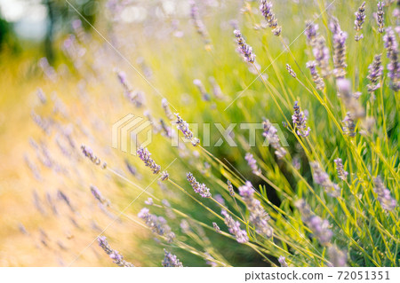 A close-up of flowering lavender bushes in the field. A close-up of flowering lavender bushes in the field. 72051351
