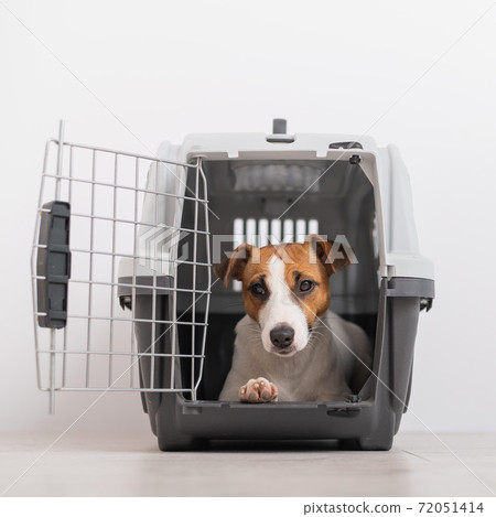 Dog jack russell terrier inside a travel carrier box for animals Dog jack russell terrier inside a travel carrier box for animals 72051414
