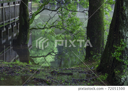 Sakurabuchi Park: Trees reflected on the surface of Shigekawa Pond 72051500