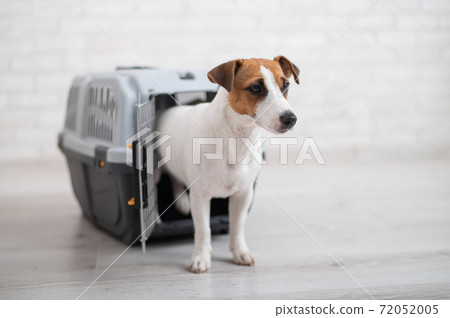 Jack russell carrier best sale