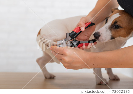 A woman cuts her claws on a Jack Russell Terrier. Frightened dog in grooming procedure A woman cuts her claws on a Jack Russell Terrier. Frightened dog in grooming procedure 72052185
