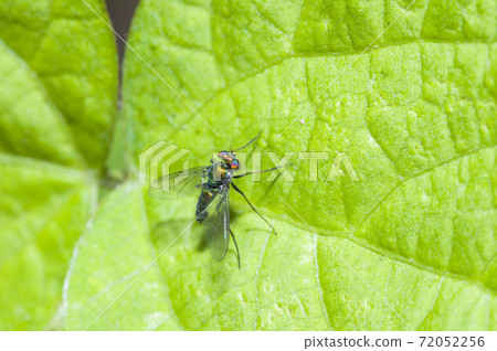 長足虻科 72052256