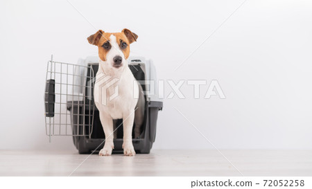 jack russell carrier
