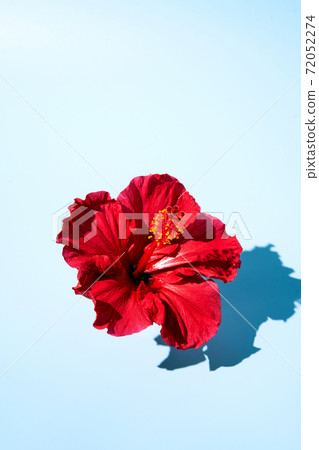 Top view of a creative pop art design of a hibiscus flower. Copy space 72052274