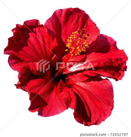 Minimalistic design of an isolated hibiscus flower on a whit background. Flat lay 72052797