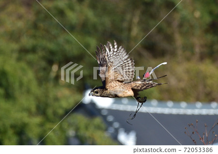 Goshawk World Heritage Site Jinan, Korea Falconry Goshawk World Heritage Site Jinan, Korea Falconry 72053386