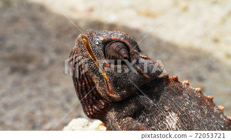 Portrait of the chameleon in Namib Desert 72053721