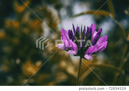 lilac flower of bituminaria bituminosa in the middle of nature lilac flower of bituminaria bituminosa in the middle of nature 72054329