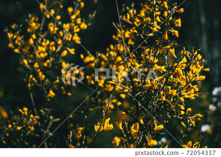 Close-up of a bunch of yellow flowers of cytisus scoparius 72054337