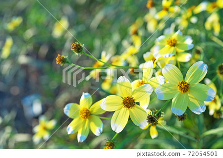 黃色冬季波斯菊花 黃色冬季波斯菊花 72054501