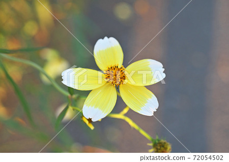 黃色冬季波斯菊花 72054502