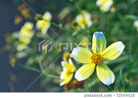 黃色冬季波斯菊花 72054528