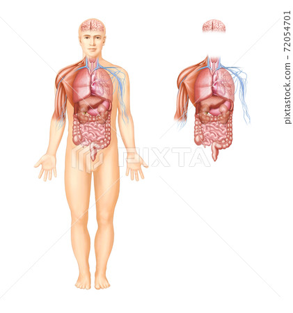 Anatomy of human organs, muscles and nerves Anatomy of human organs, muscles and nerves 72054701