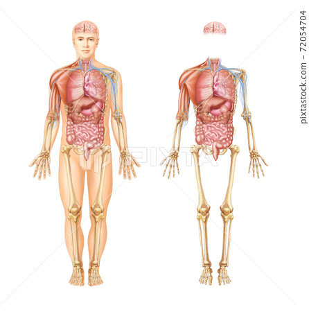 Human organs and muscles, nerves and skeletal anatomy 72054704