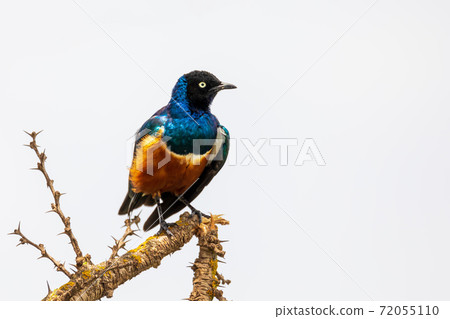 superb Starling bird, Ethiopia Wildlife 72055110