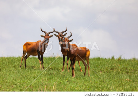 Swayne's Hartebeest antelope, Ethiopia wildlife 72055133