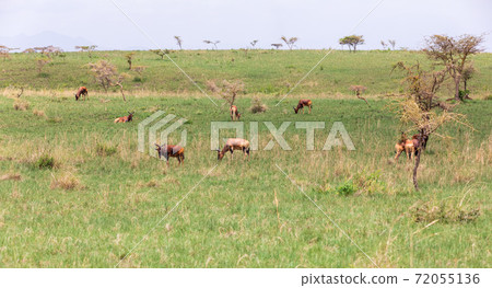 Swayne's Hartebeest antelope, Ethiopia wildlife Swayne's Hartebeest antelope, Ethiopia wildlife 72055136