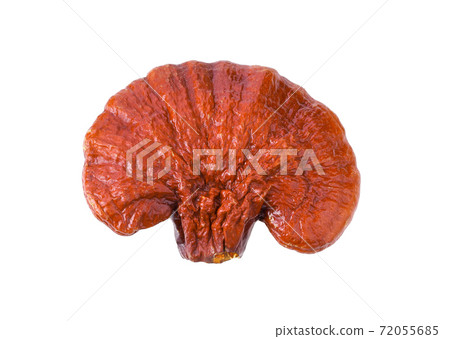 Lingzhi on white background 72055685