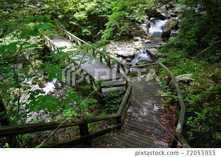 Wooden path and swamp in Koshuyama Otome Valley Wooden path and swamp in Koshuyama Otome Valley 72055955