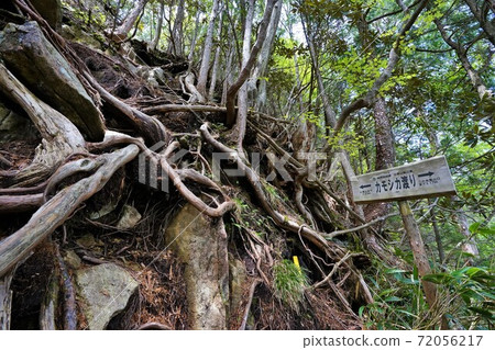 Mt. Kohide antelope migration Mt. Kohide antelope migration 72056217