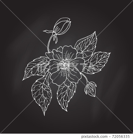 Hand drawing peony flower 72056335