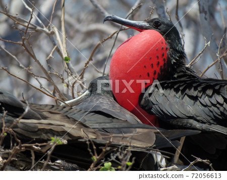 Gunkotori Gunkotori 72056613