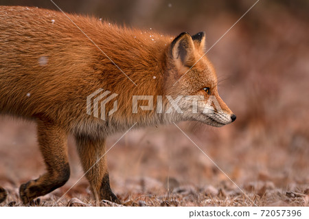 Red fox dusk Hokkaido Red fox dusk Hokkaido 72057396