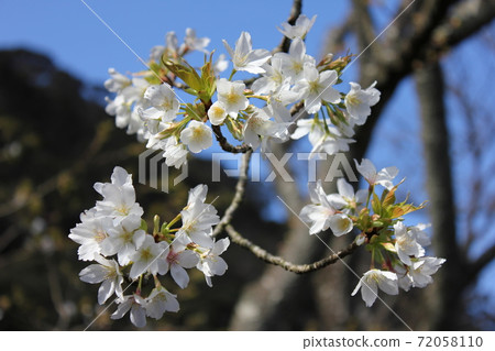 Oshima cherry tree *** Sakura cherry blossoms *** Oshima cherry tree *** Sakura cherry blossoms *** 72058110