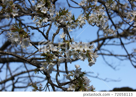 大島櫻花***櫻花櫻花*** 大島櫻花***櫻花櫻花*** 72058113