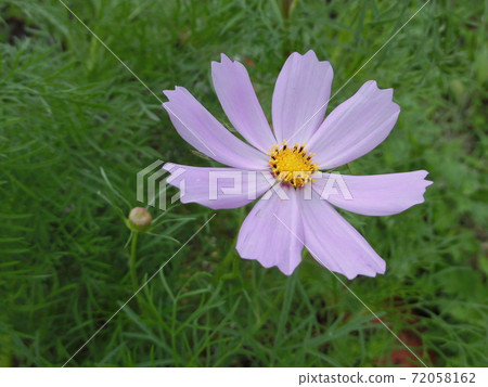 波斯菊花 波斯菊花 72058162