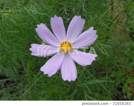 波斯菊花 波斯菊花 72058163