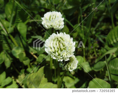 White clover White clover 72058165