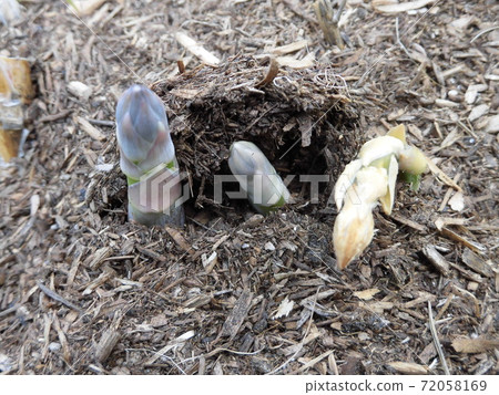 Asparagus broke the soil and appeared 72058169