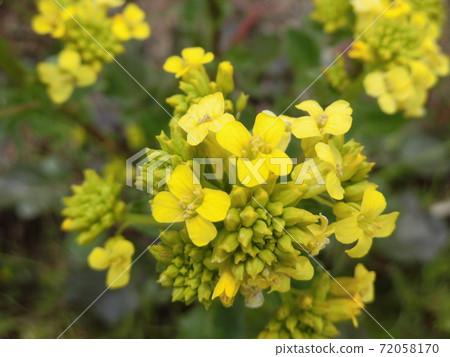油菜花特寫 72058170