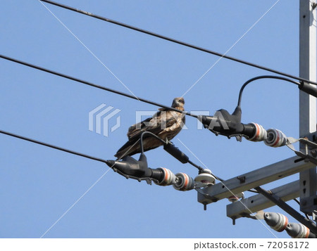 Black kite on the electric wire Black kite on the electric wire 72058172