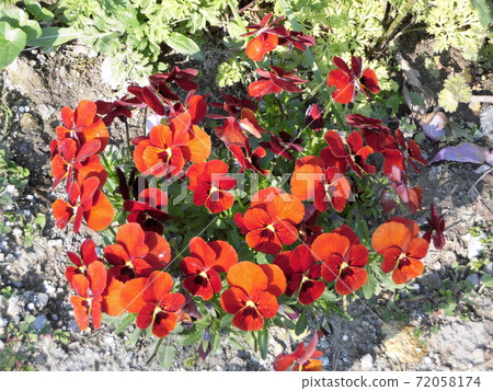 Red viola Red viola 72058174
