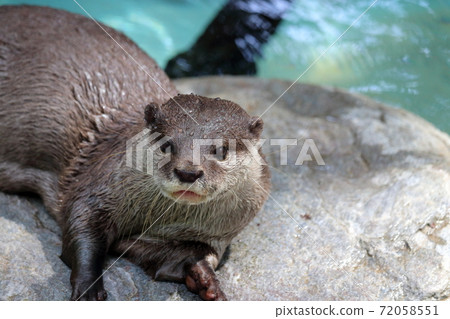 Small-clawed otter adorable on a rock 72058551