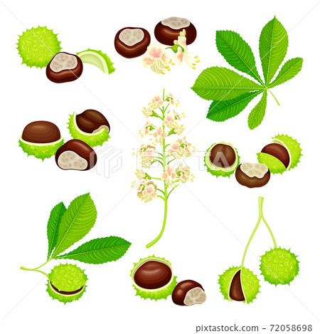 Horse Chestnut or Aesculus Hippocastanum with Fruit in Green Spiky Capsule Shell Containing Conker Seed Vector Set 72058698